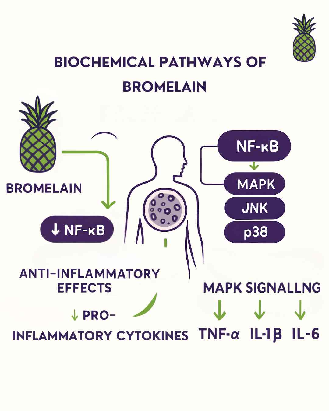 Biochemical Pathways of Bromelain