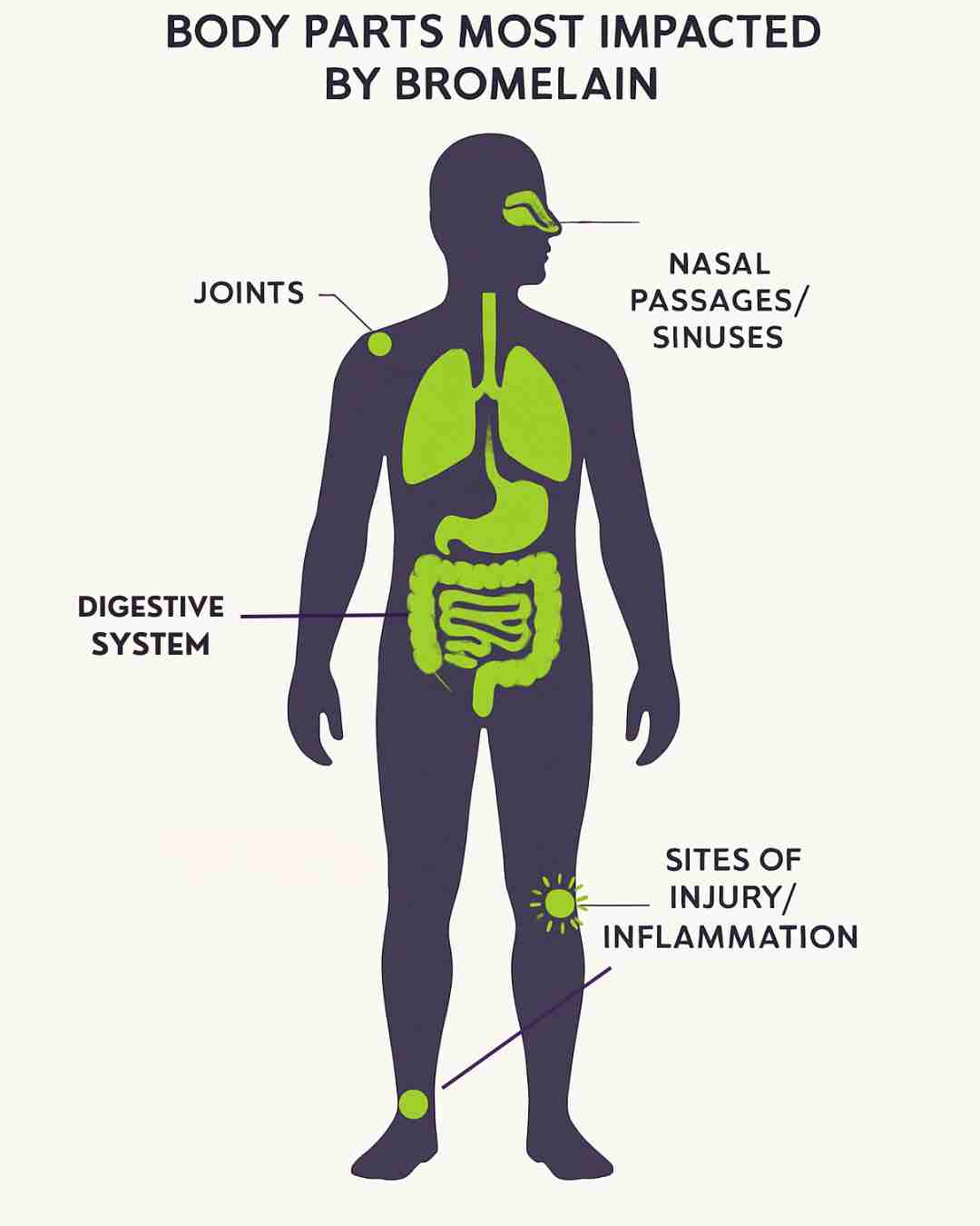 Body Parts Most Impacted by Bromelain