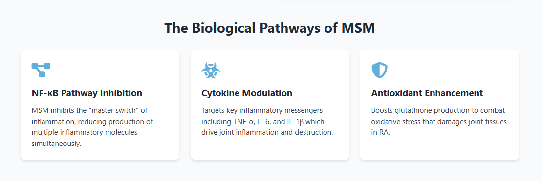 The biological pathways of MSM in RA