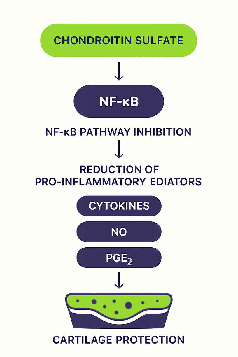 Chondroitin Sulfate Biochemical Pathways
