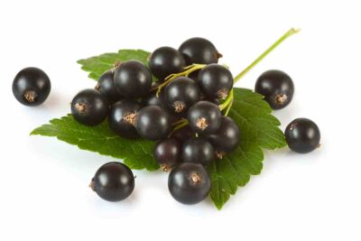 blackcurrent for arthritis
