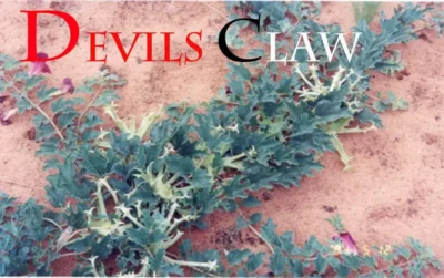 devils claw plant